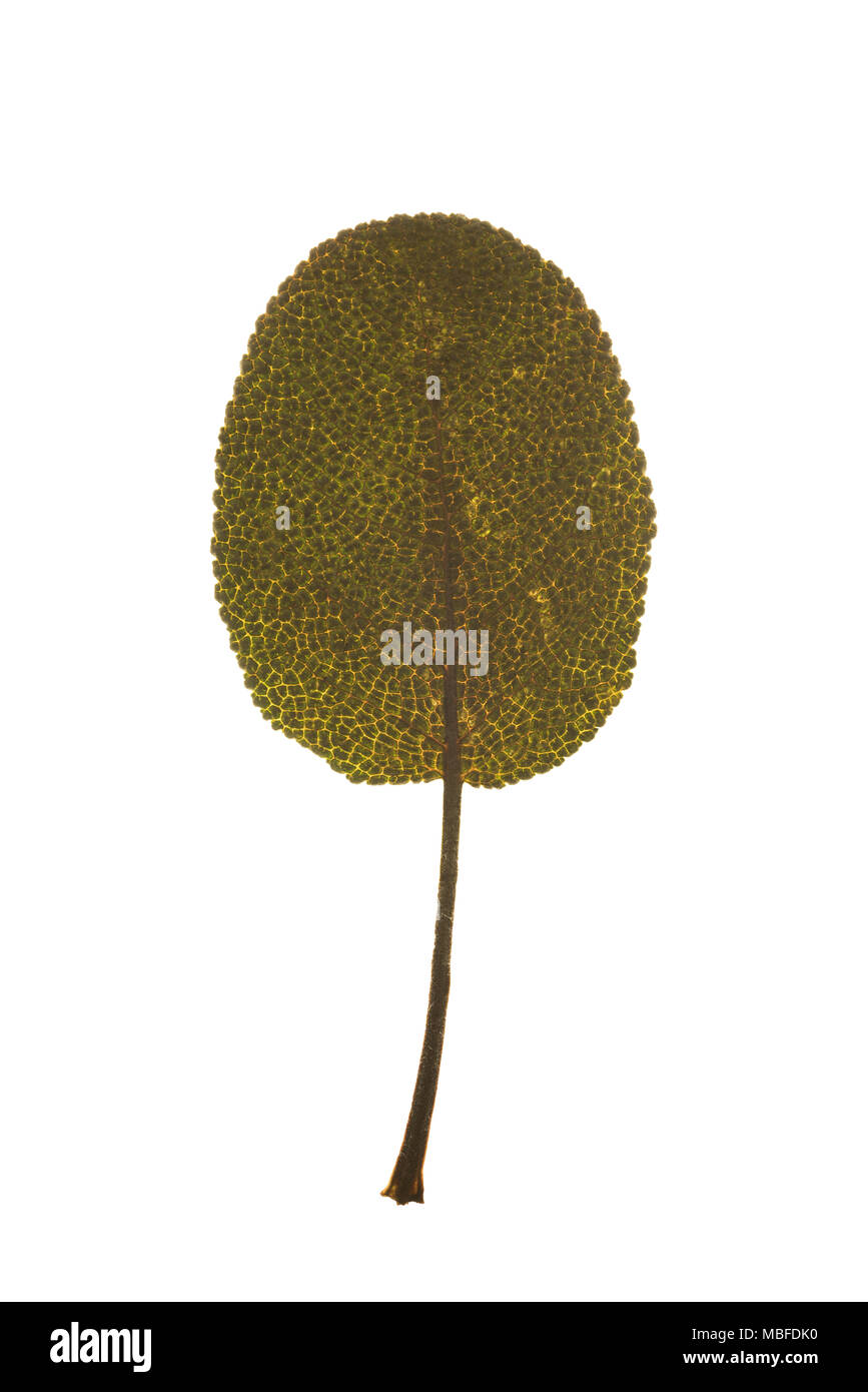 Varie foglie di albero struttura superficiale macro closeup retroilluminazione Foto Stock