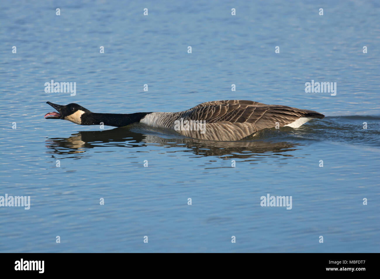 Canada Goose, Branta canadensis, aggressivamente proteggendo il territorio, Marshside, Southport, Lancashire, Regno Unito Foto Stock