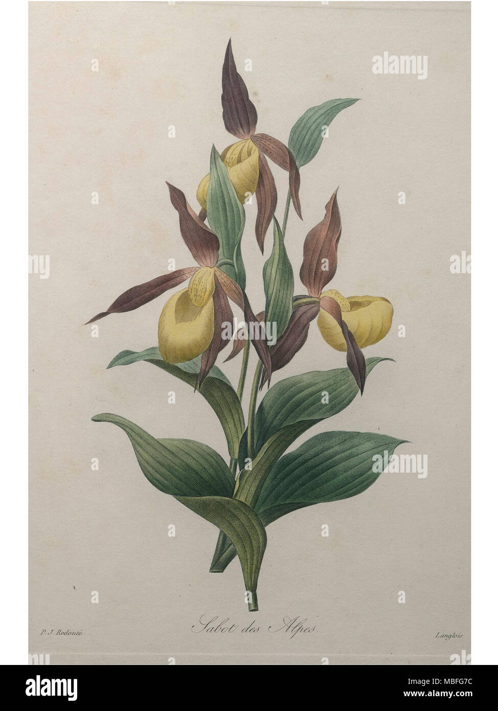 Rosa Alpina Foto Stock