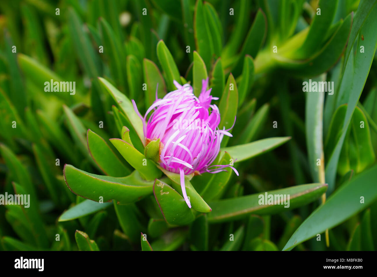 Carpobrotus glaucescens è una specie di pianta flowering in ghiaccio la famiglia di piante Foto Stock