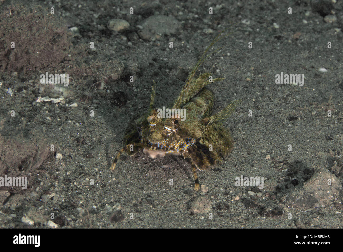 Dragonet Dactylopus (sp); la foto è stata scattata nella banda mare, Ambon, Papua occidentale, in Indonesia Foto Stock