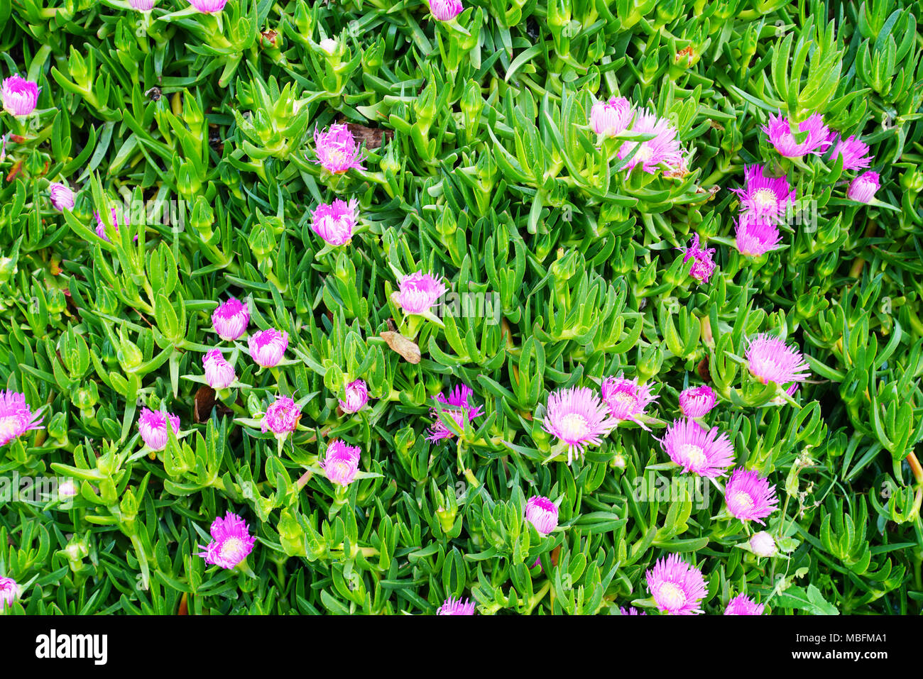 Carpobrotus glaucescens è una specie di pianta flowering in ghiaccio la famiglia di piante Foto Stock