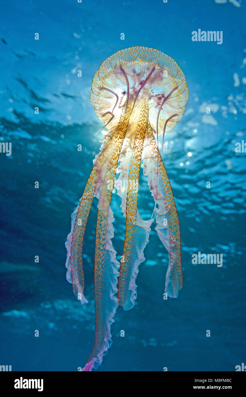Fire meduse, mauve stinger, presenta verrucosa jelly (Pelagia noctiluca), pericolose, isola di Mallorca, Baleares, Spagna Foto Stock