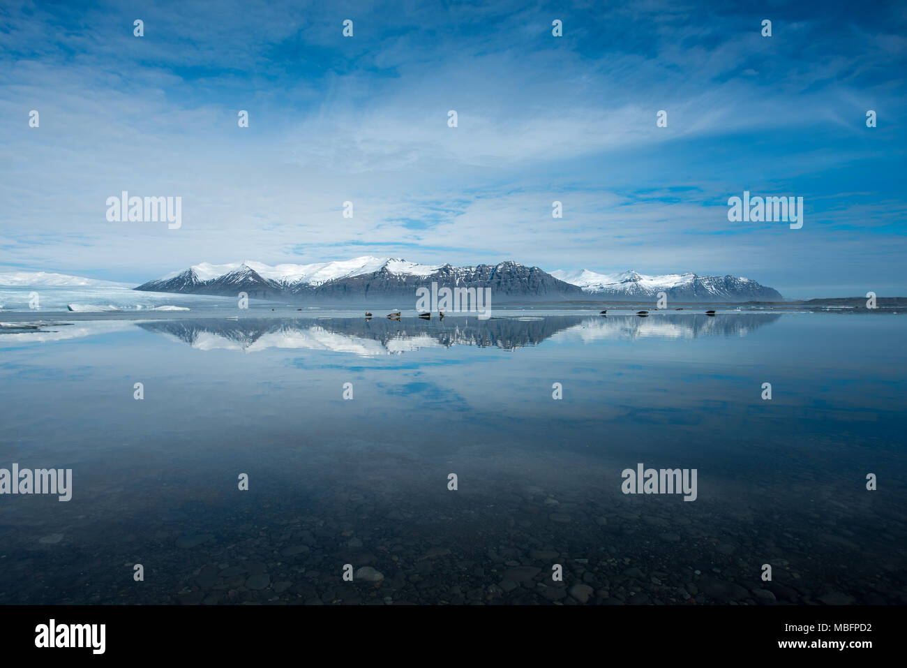Guarnizioni di tenuta in appoggio su ghiaccio a Jokulsarlon laguna glaciale durante la giornata di sole con le montagne sullo sfondo in Islanda Foto Stock