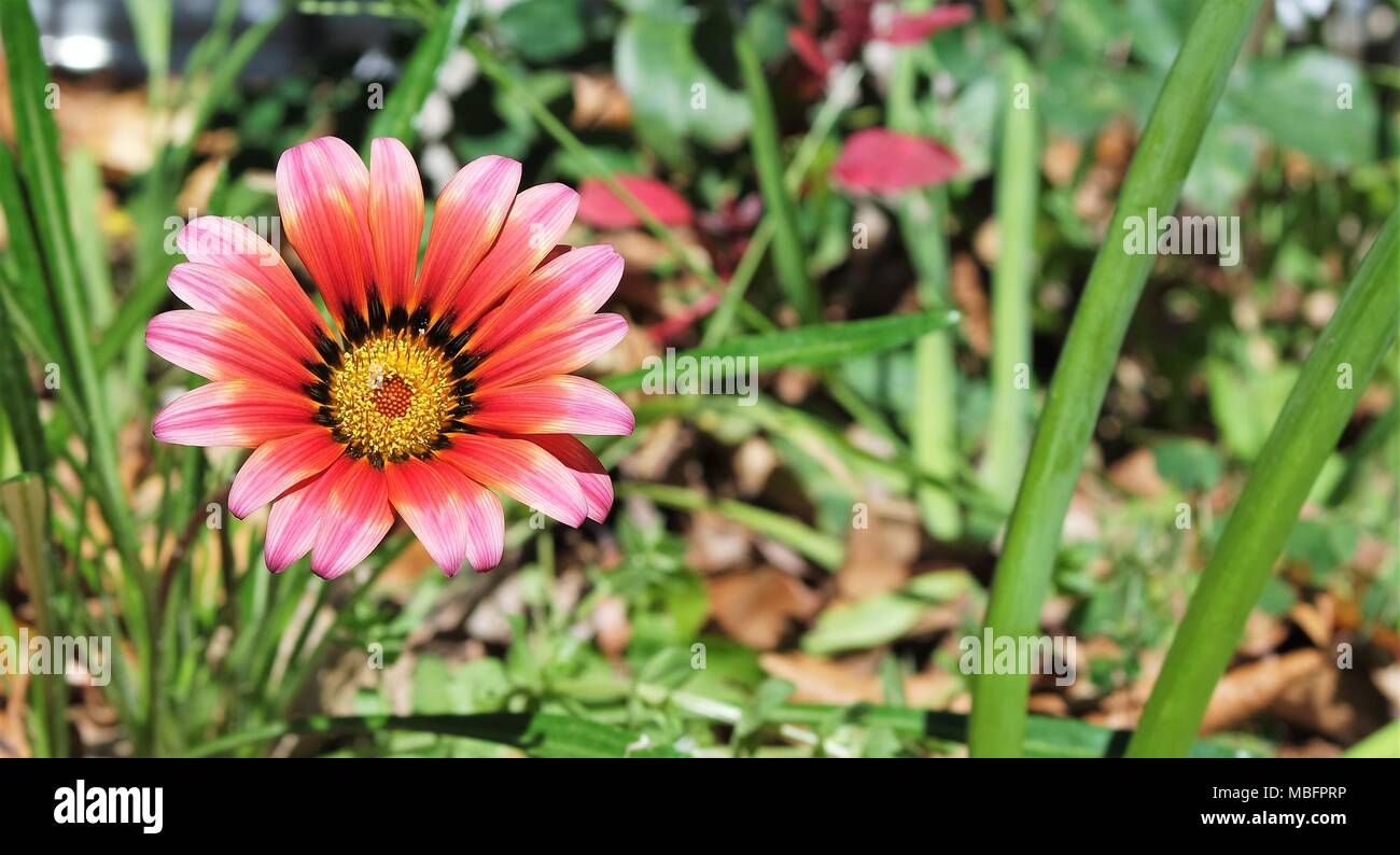 Sun-fire Dea. Bel fiore che ho girato a Metta Forrest monastero. Foto Stock