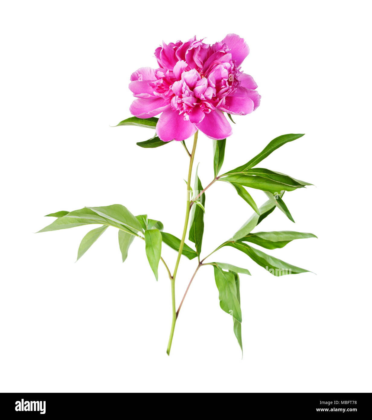 Di un bel colore rosa peonia fiore isolato su uno sfondo bianco Foto Stock