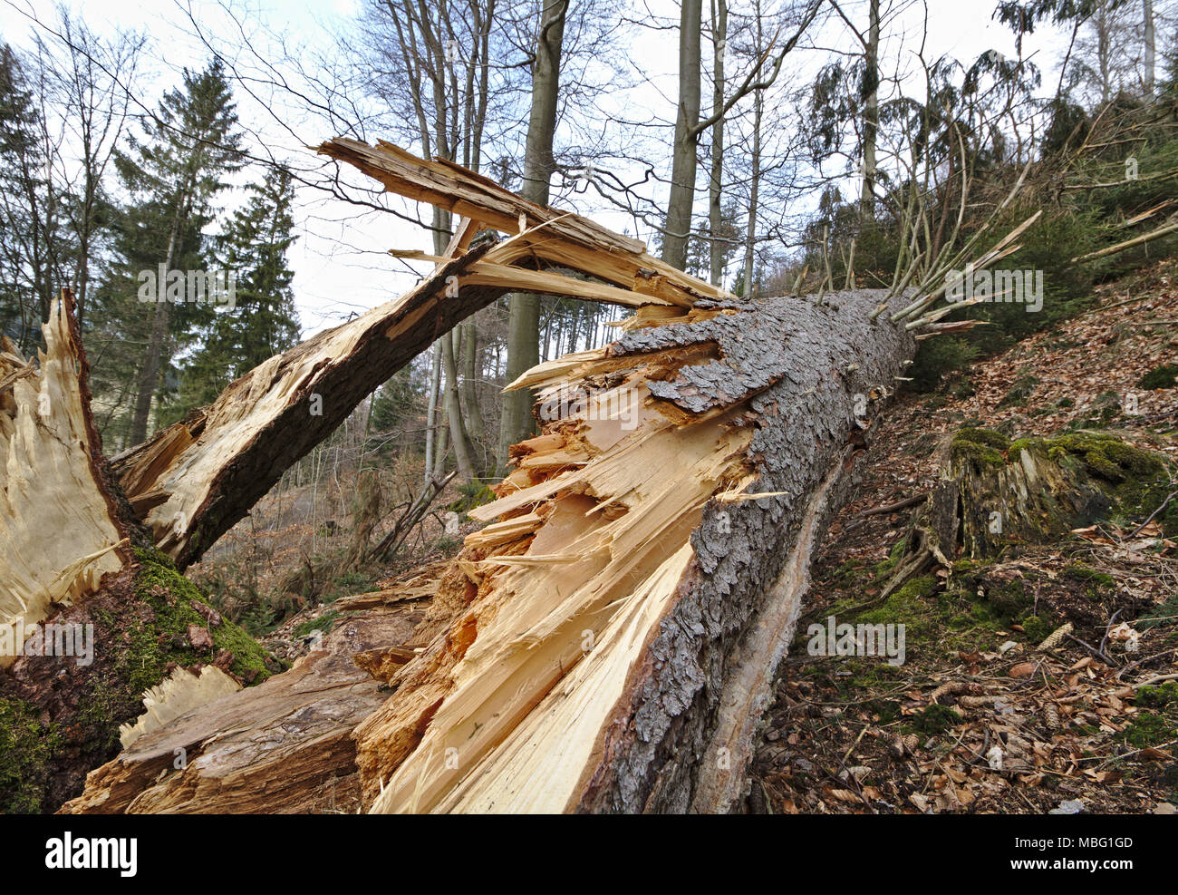 Caduto albero di pino con trunk scheggiata su un pendio boschivo Foto Stock