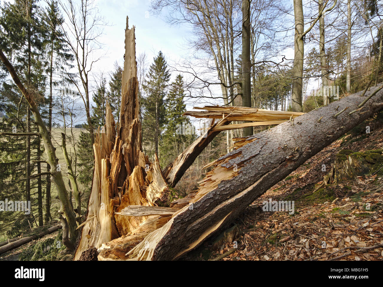 Caduto albero di pino con trunk scheggiata su un pendio boschivo Foto Stock