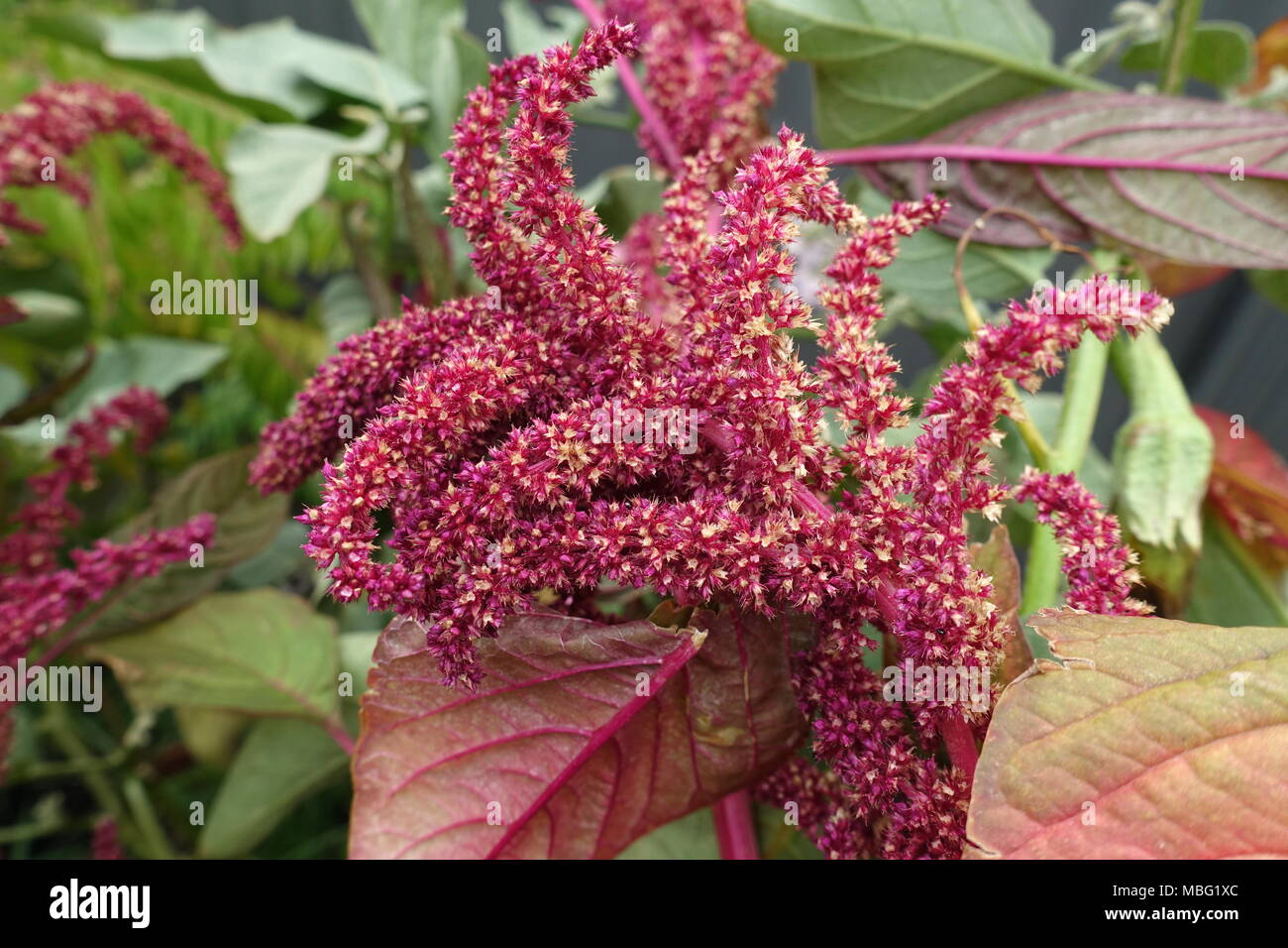 Amaranthus tricolore di semi o noto come Amaranto Rosso Foto Stock
