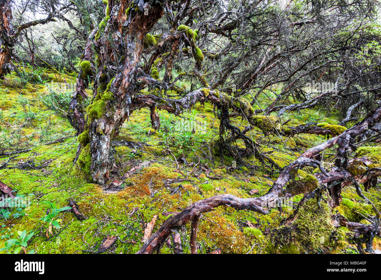 Polylepis alberi a riserva ecologica Ilinizas Los Foto Stock