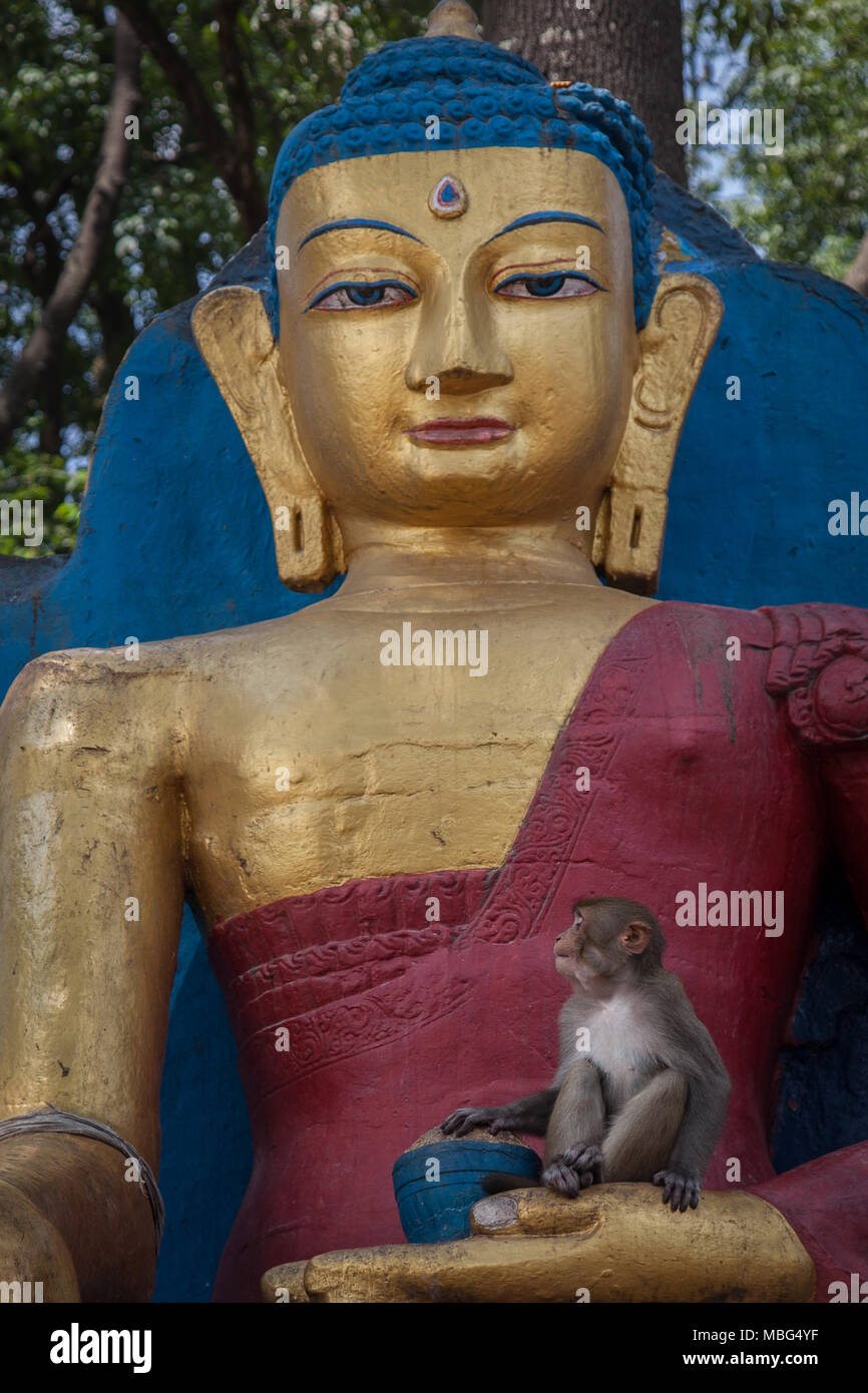 Udienza statua del Buddha a Swayambunath dotate di macaco rhesus scimmie Foto Stock