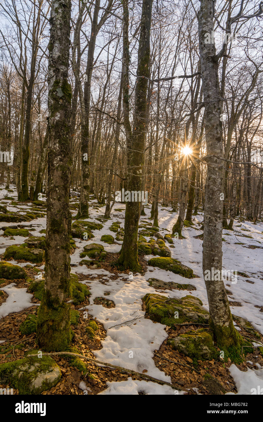 Si tratta di una foresta da una legenda elfic, al tramonto di una fredda giornata invernale Foto Stock