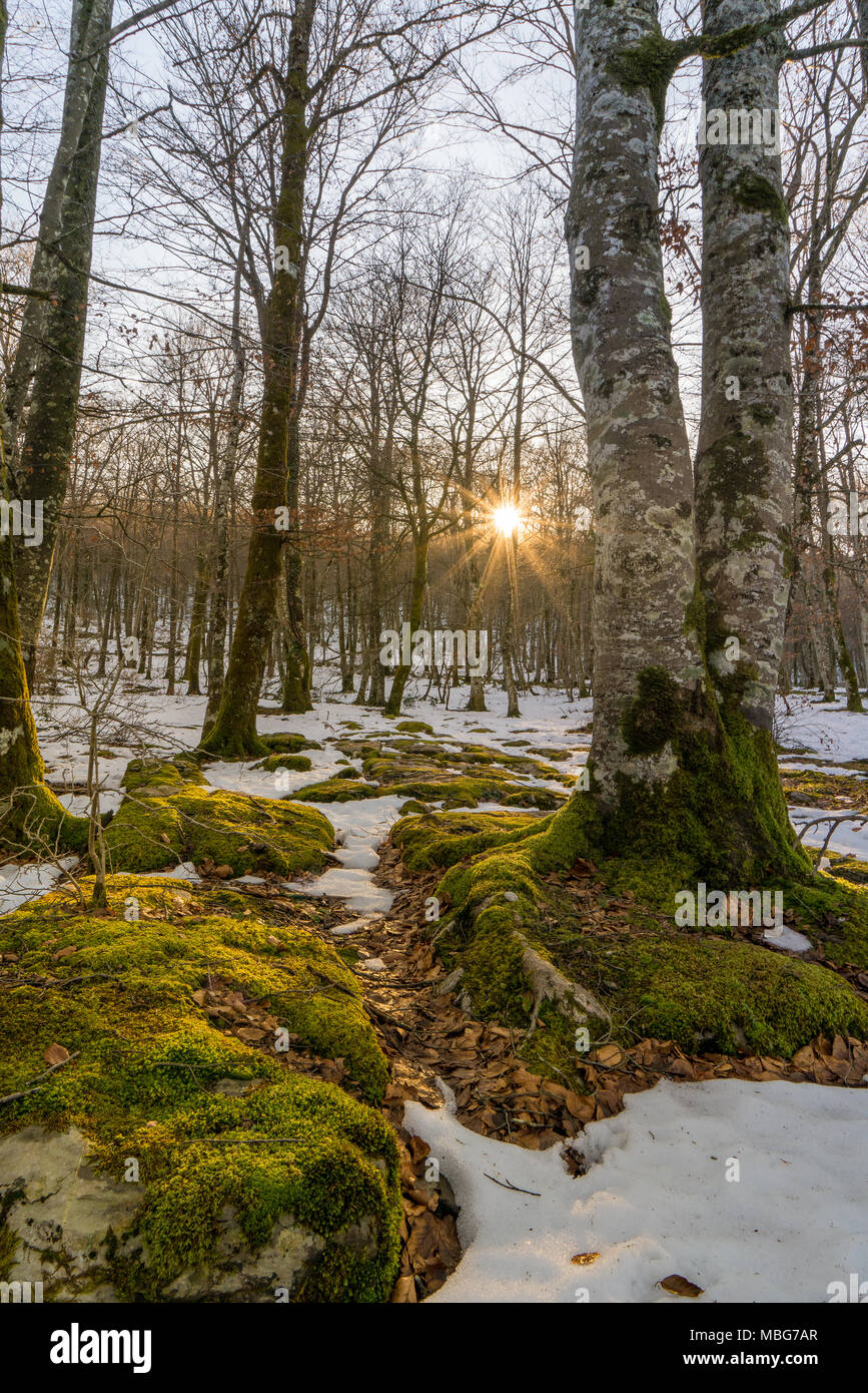 Si tratta di una foresta da una legenda elfic, al tramonto di una fredda giornata invernale Foto Stock