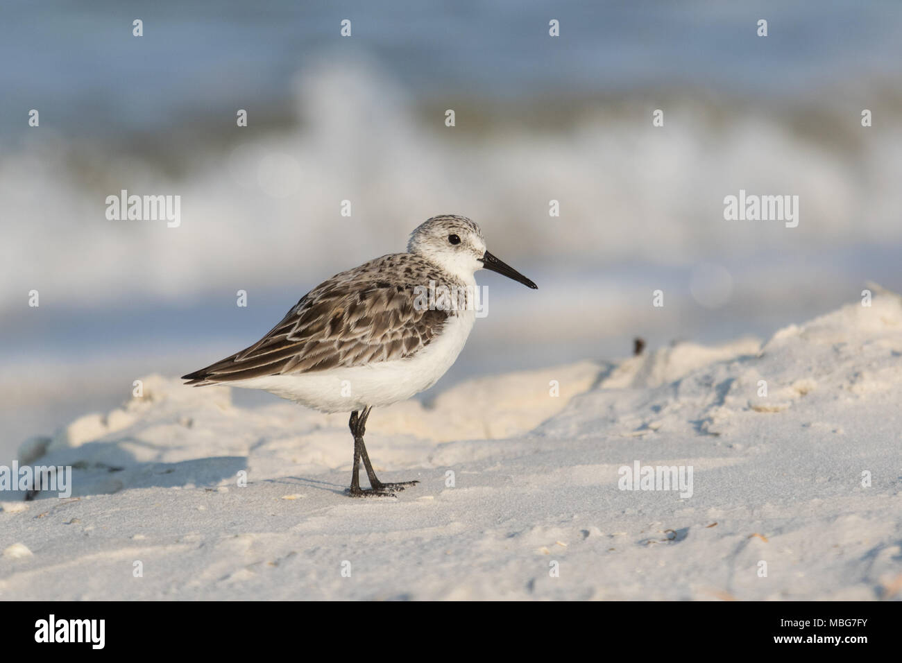 Un sanderling su una spiaggia con interruttori in background. Foto Stock