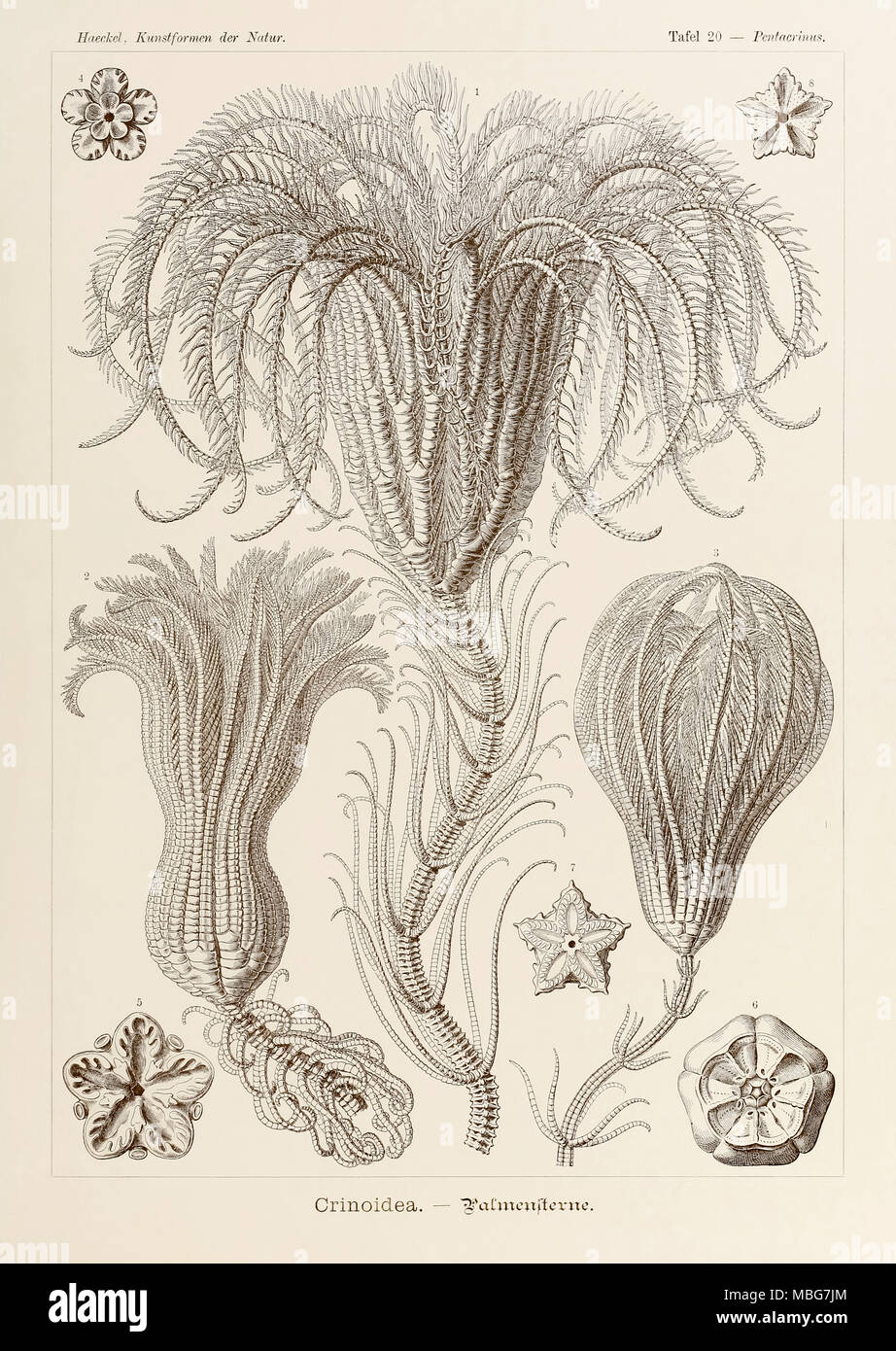 La piastra 20 Pentacrinus Crinoidea da 'Kunstformen der Natur" (forme d'Arte nella Natura) illustrato da Ernst Haeckel (1834-1919). Vedere ulteriori informazioni qui di seguito. Foto Stock