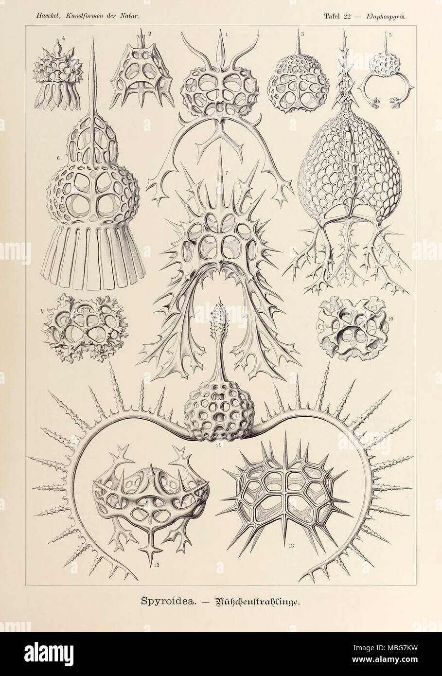 La piastra 22 Elaphospyris Spyroidea da 'Kunstformen der Natur" (forme d'Arte nella Natura) illustrato da Ernst Haeckel (1834-1919). Vedere ulteriori informazioni qui di seguito. Foto Stock