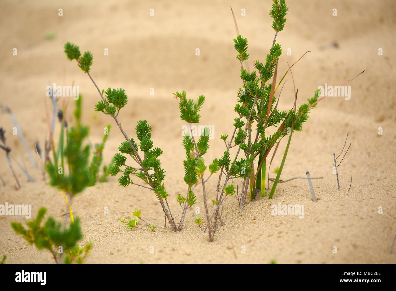 Pianta piccola piantina Foto Stock