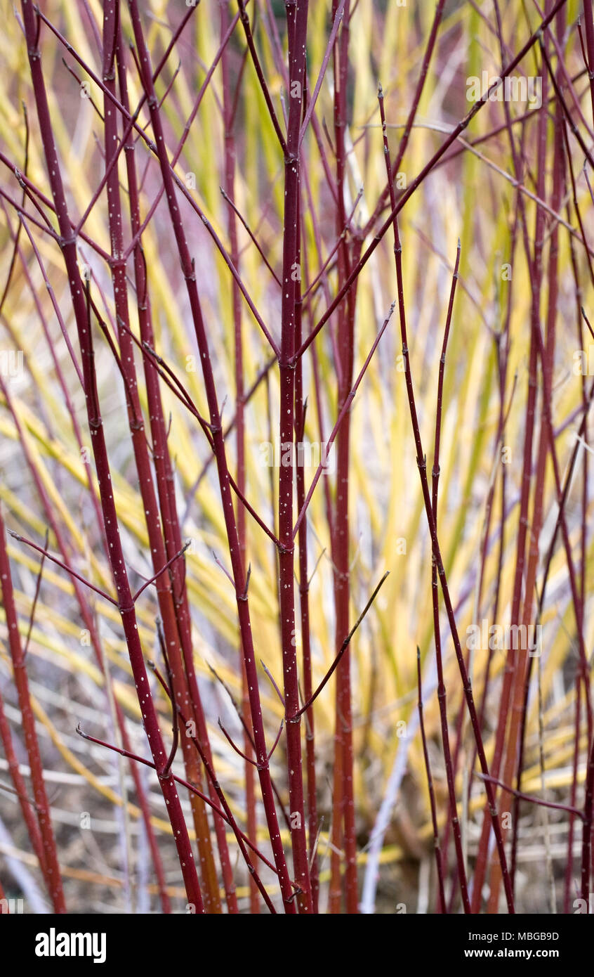 Cornus sericea subsp occidentalis 'Sunshine' nasce nel tardo inverno. Foto Stock