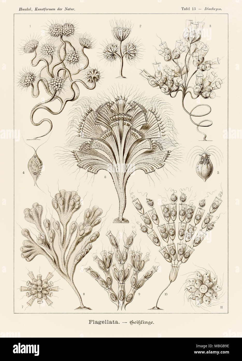 Piastra 13 Dinobryon flagellata da 'Kunstformen der Natur" (forme d'Arte nella Natura) illustrato da Ernst Haeckel (1834-1919). Vedere ulteriori informazioni qui di seguito. Foto Stock