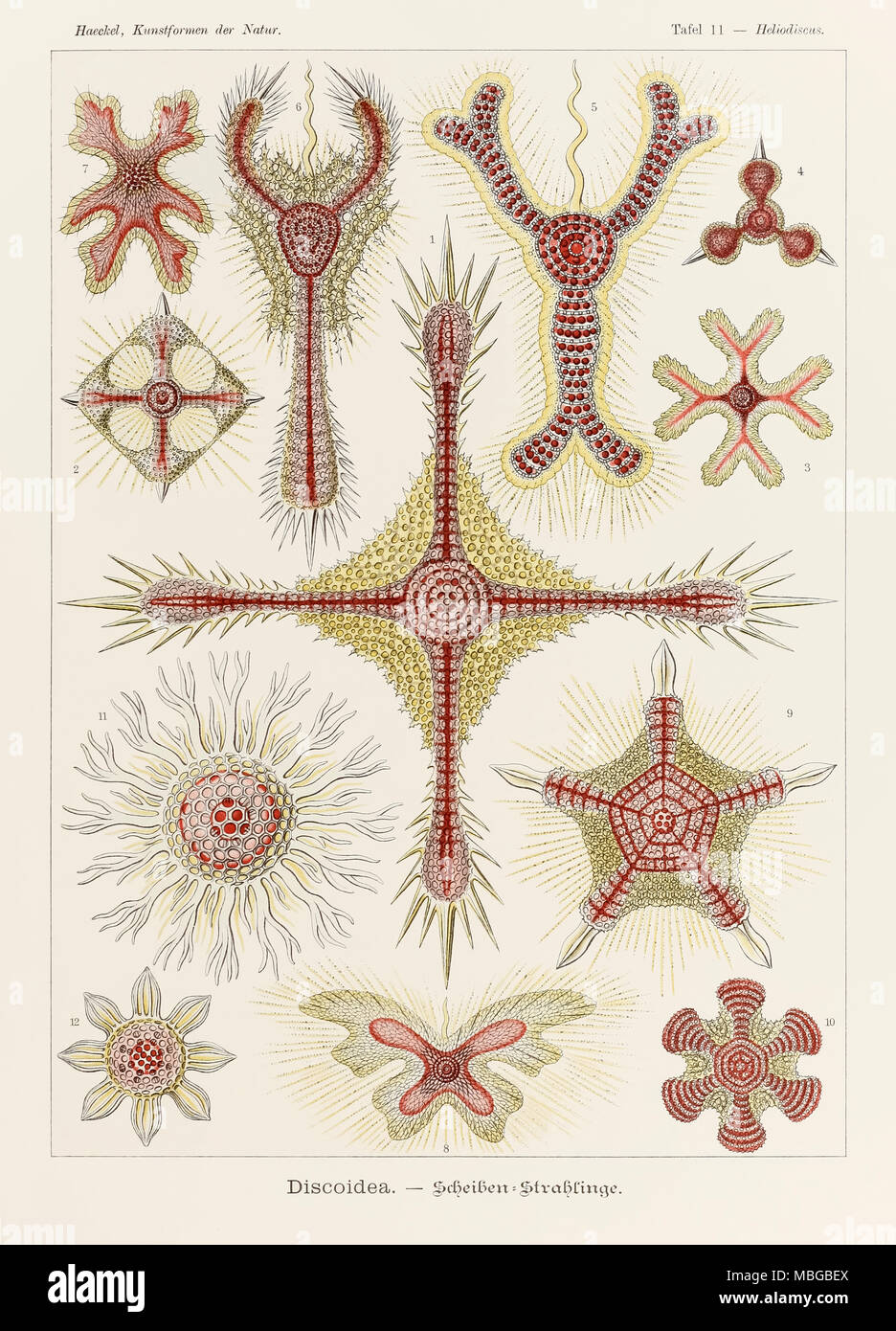 La piastra 11 Heliodiscus Discoidea da 'Kunstformen der Natur" (forme d'Arte nella Natura) illustrato da Ernst Haeckel (1834-1919). Vedere ulteriori informazioni qui di seguito. Foto Stock