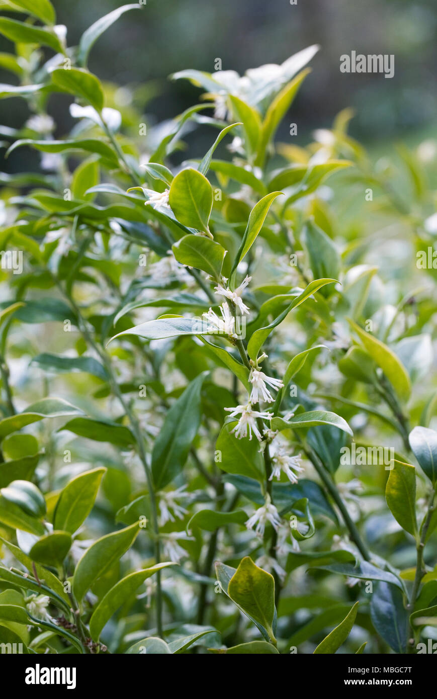 Sarcococca hookeriana var. humilis fiori nel tardo inverno. Foto Stock