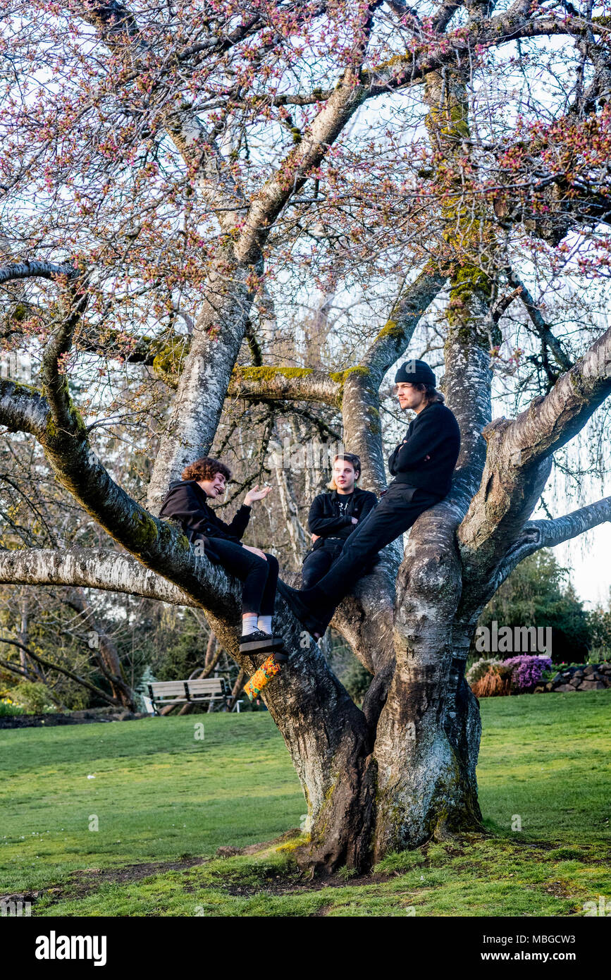 Tre adolescenti appendere fuori in un albero ciliegio. Foto Stock