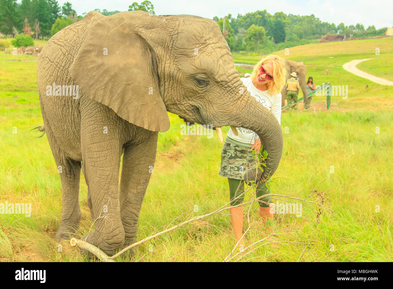 Esperienza di elefante. Caucasian donna felice touchs un elefante africano a Plettenberg Bay, Western Cape sulla Garden Route del Sud Africa. Turista femminile interagendo con elefante. Cinque grandi incontrando. Foto Stock