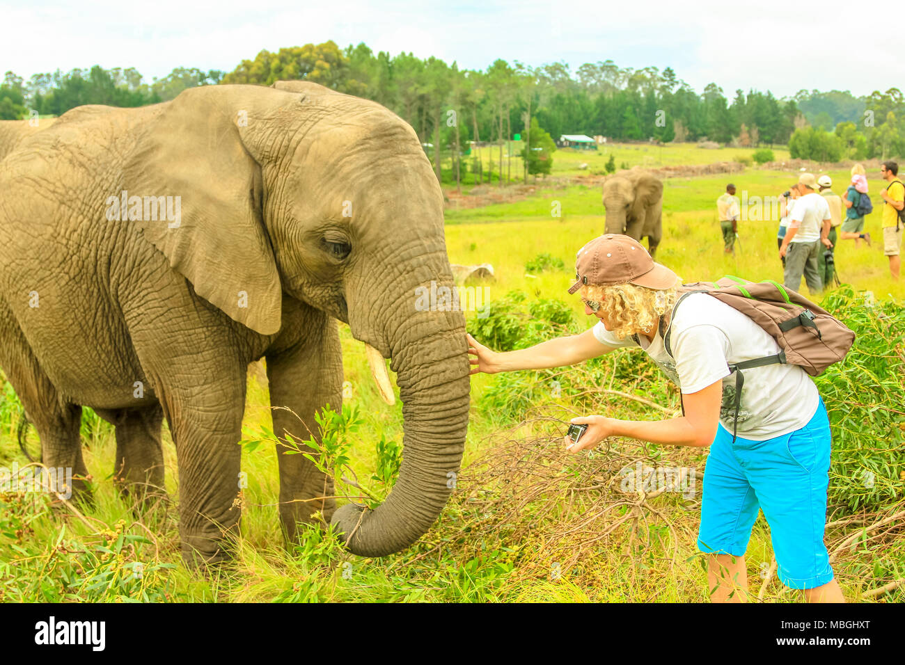 Esperienza di elefante. Uomo turistica touchs e fotografie un elefante a Plettenberg Bay, Western Cape sulla Garden Route del Sud Africa. Fotografo di viaggio interagendo con elefante. Cinque grandi incontrando Foto Stock