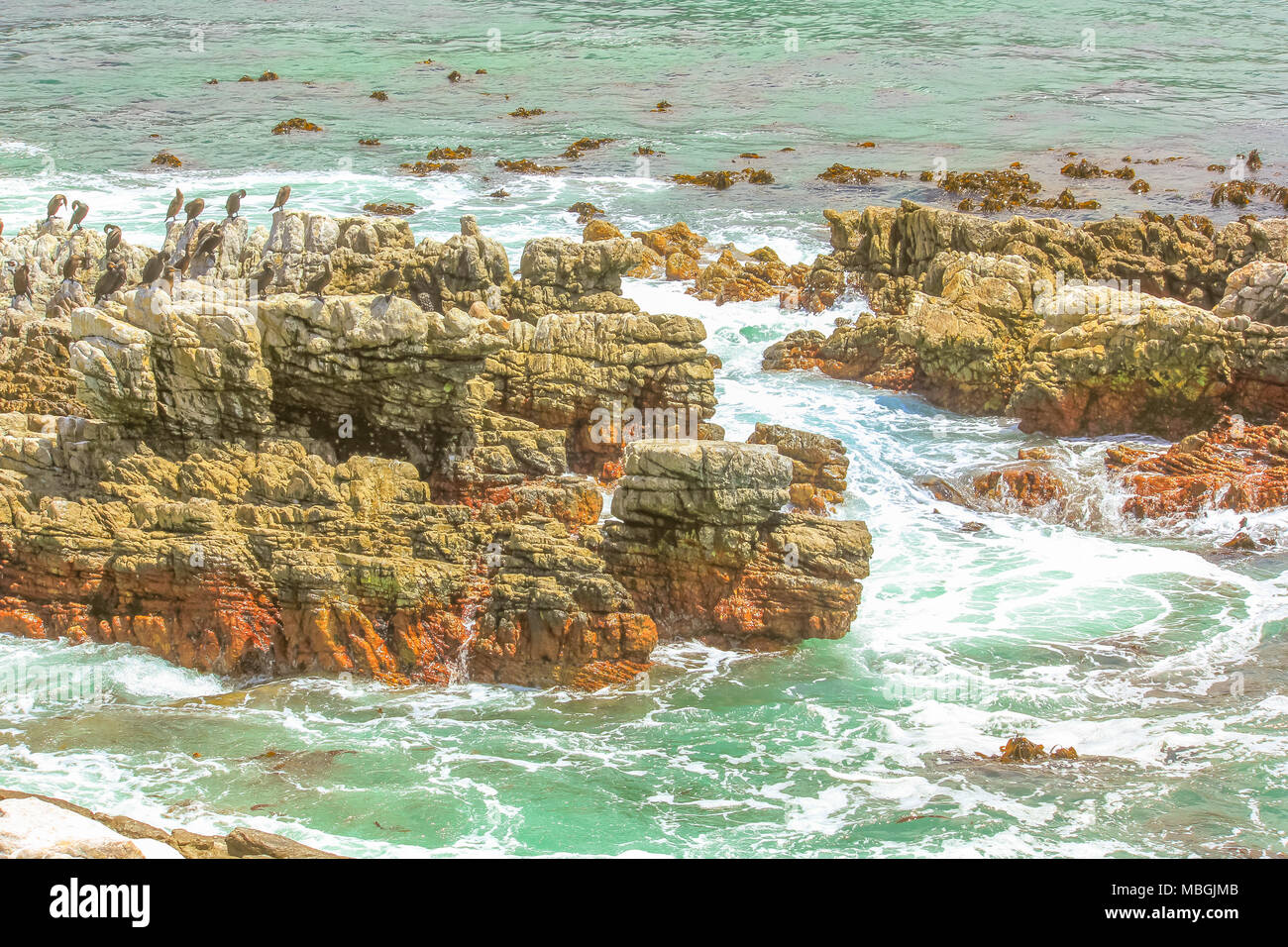 Colonie di cormorano a Stony Point: incoronato cormorano, cormorano del capo e la Banca di cormorano, tutti dei quali si riproducono sulle rocce al mare.Punto pietroso Riserva naturale nei pressi di Betty's Bay in Sud Africa. Foto Stock