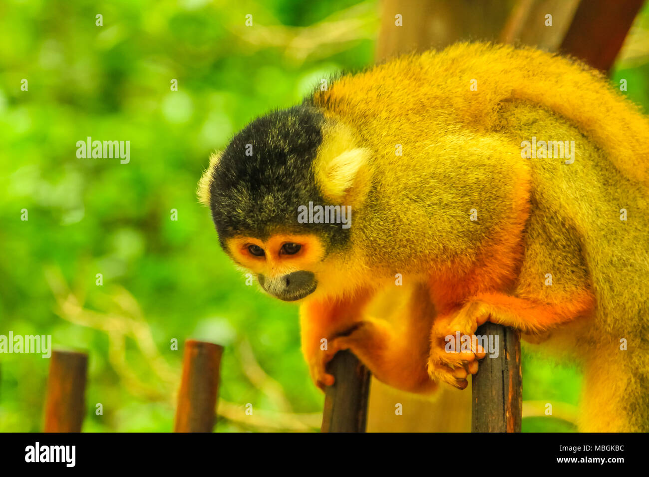 Boliviano della Scimmia di scoiattolo. Arancio-marrone scimmia nella foresta, Saimiri Boliviensis specie che vivono in Sud America, la foresta pluviale amazzonica bacino del Brasile. Foto Stock
