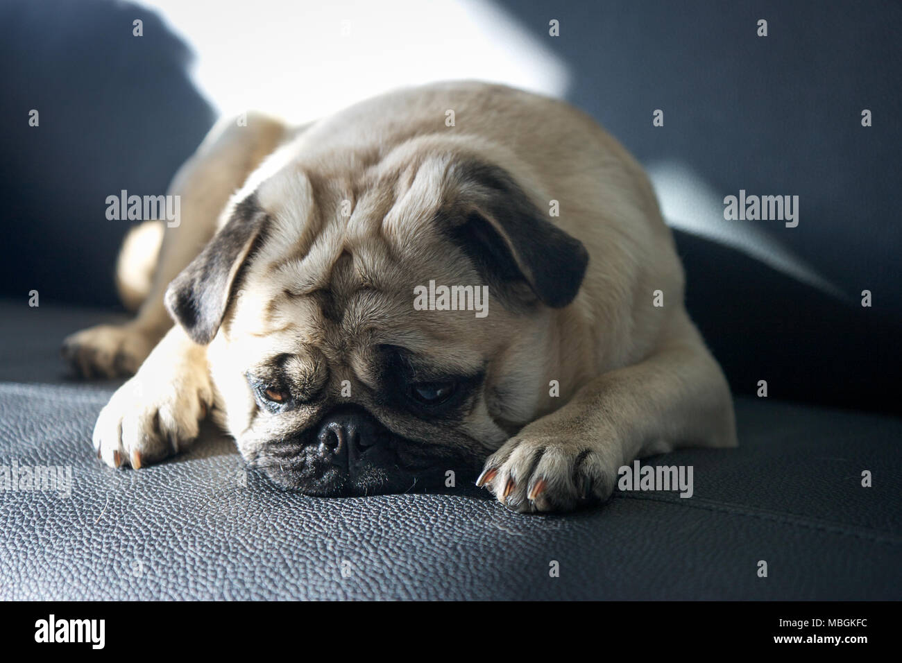 Misere Pug sul lettino Foto Stock
