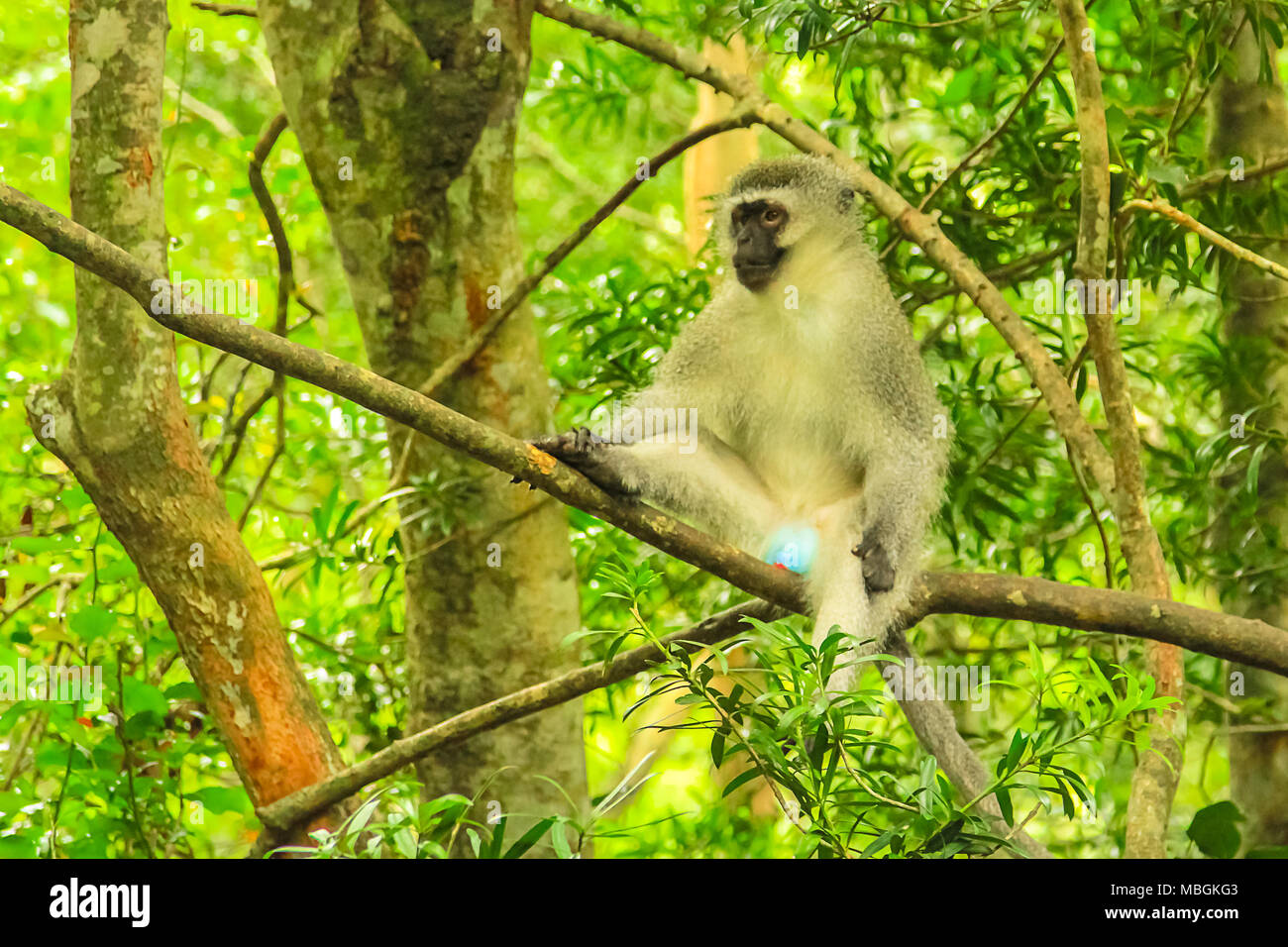 Vervet Monkey. Testicoli Blue Monkey su un albero nella foresta africana, Chlorocebus Pygerythrus specie che vivono nella parte sud-orientale dell'Africa. Foto Stock