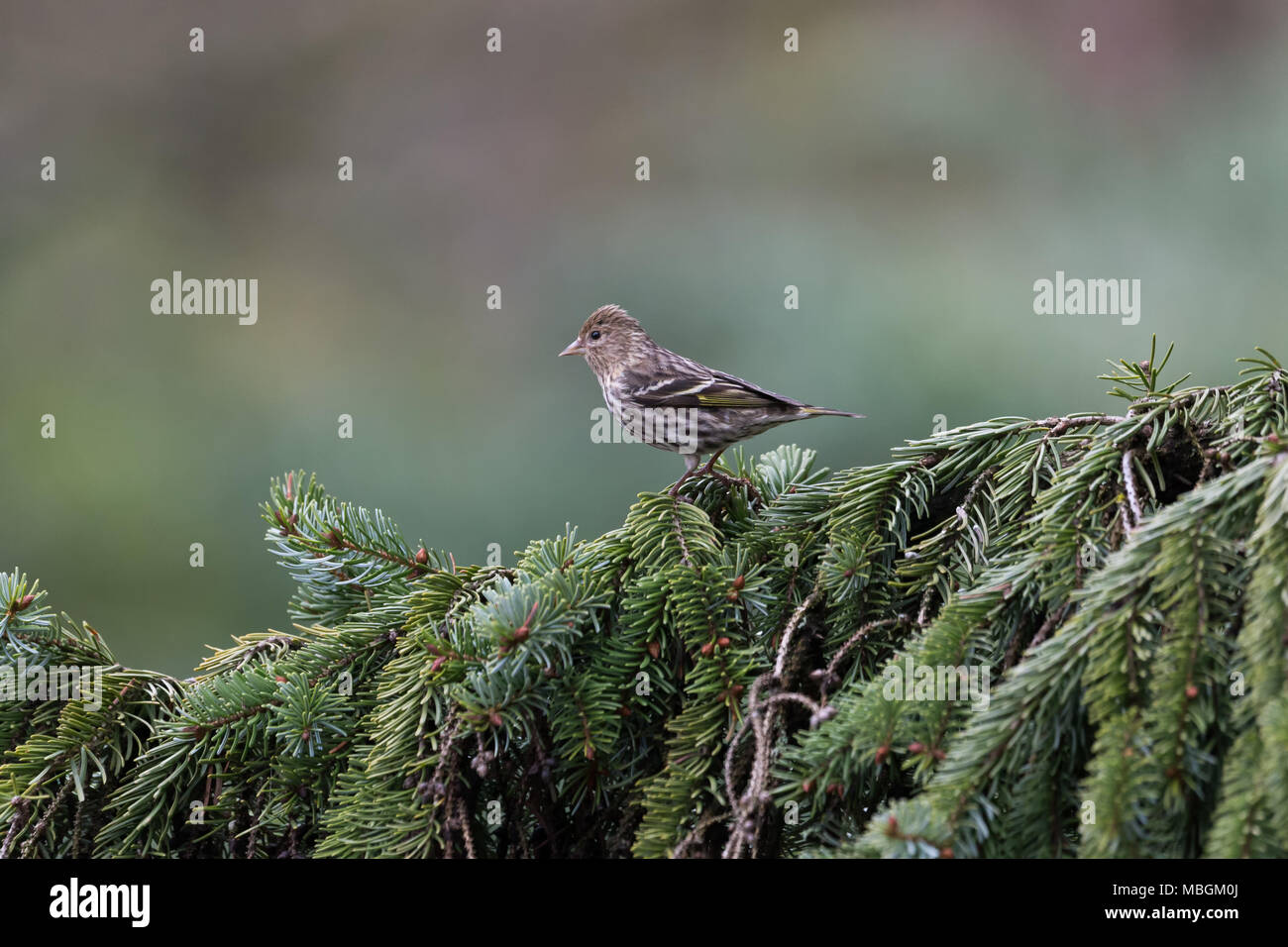 Pine lucherino bird a Vancouver BC Canada Foto Stock