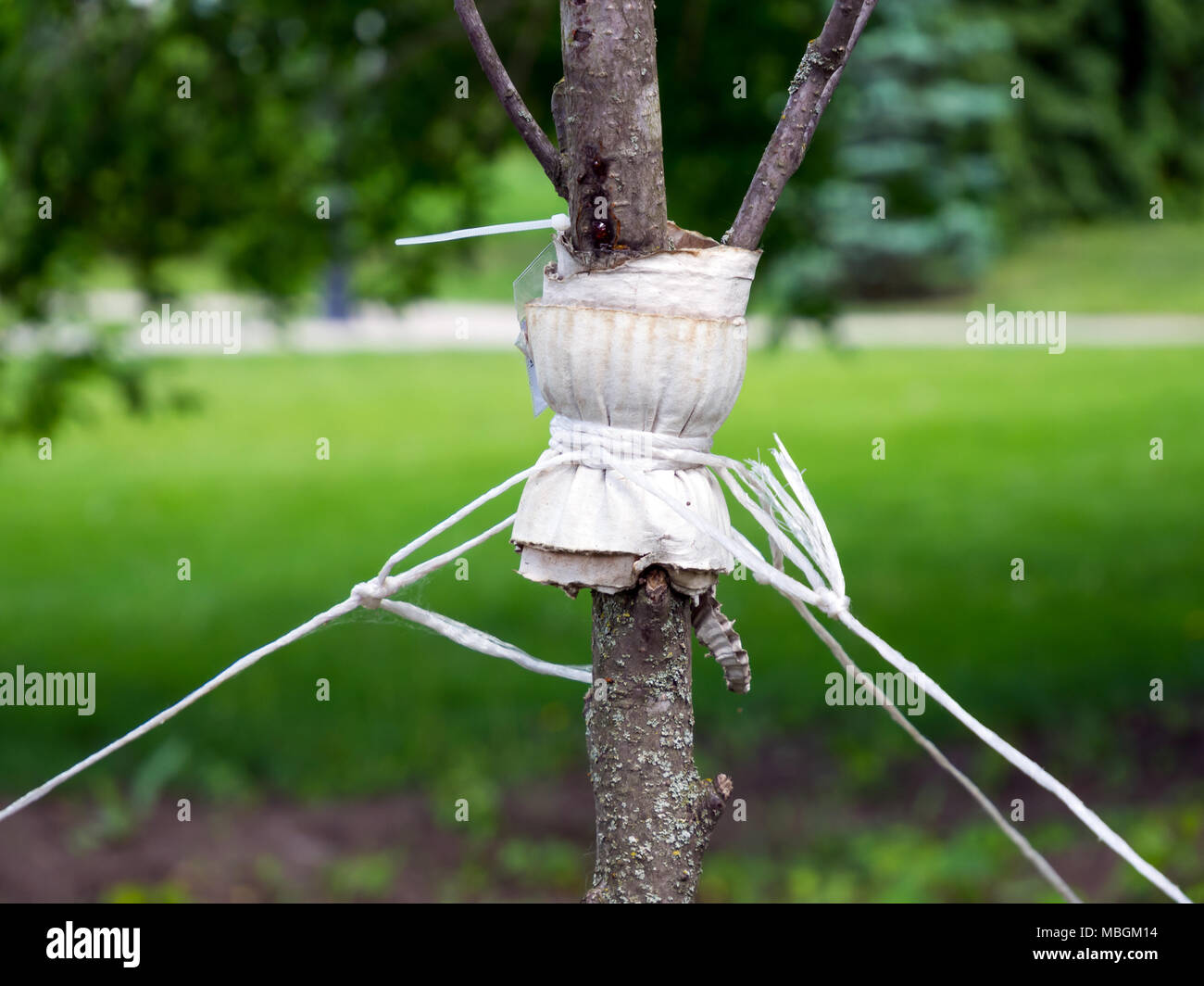 Giarrettiera un giovane albero con lo spago per proteggere contro lo sradicamento Foto Stock