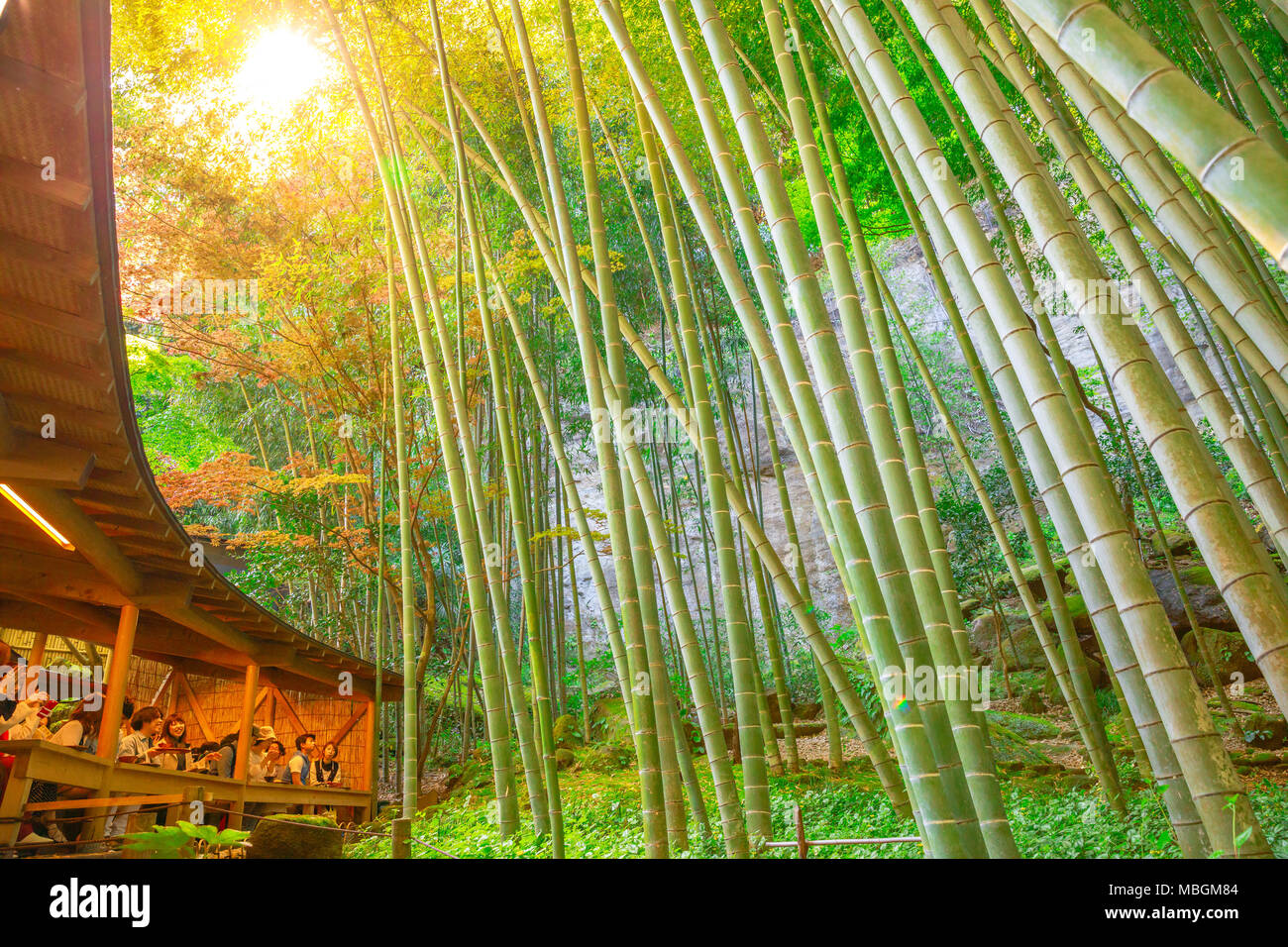 Kamakura, Giappone - 23 Aprile 2017: la luce del sole attraverso le foglie di bambù di tè verdi giapponesi sala circondata dalla natura nel boschetto di bambù a Hokoku-ji Take-Dera tempio buddista. Foto Stock