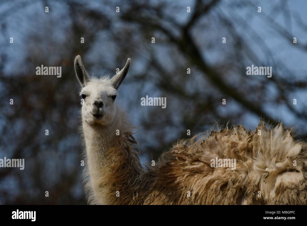Lama glama, llama alpaca - Ritratto di graziosi llama Foto Stock
