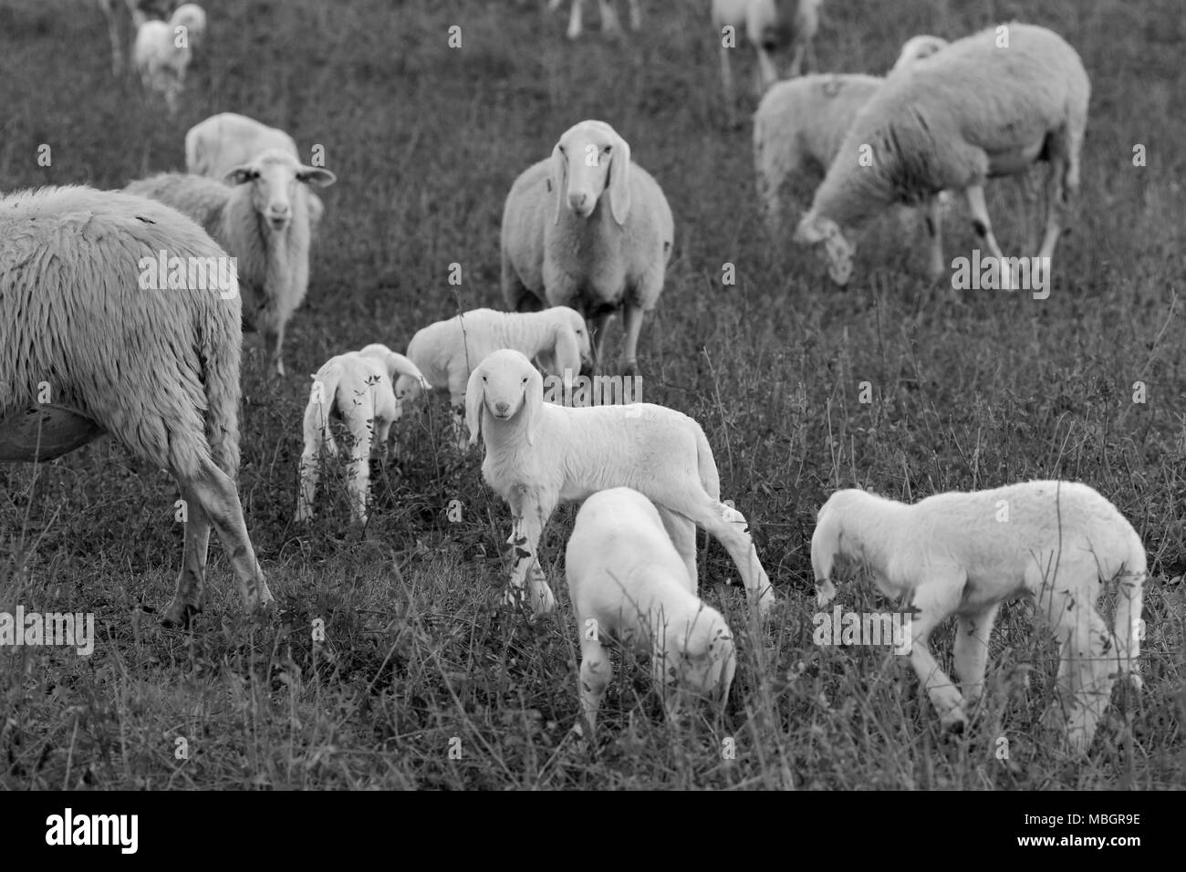 Gregge di pecore navigando su alfalfa campagna campo hill Foto Stock