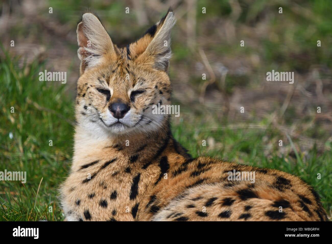 Leptailurus serval - wild cat africani, close up ritratto isolato Foto Stock