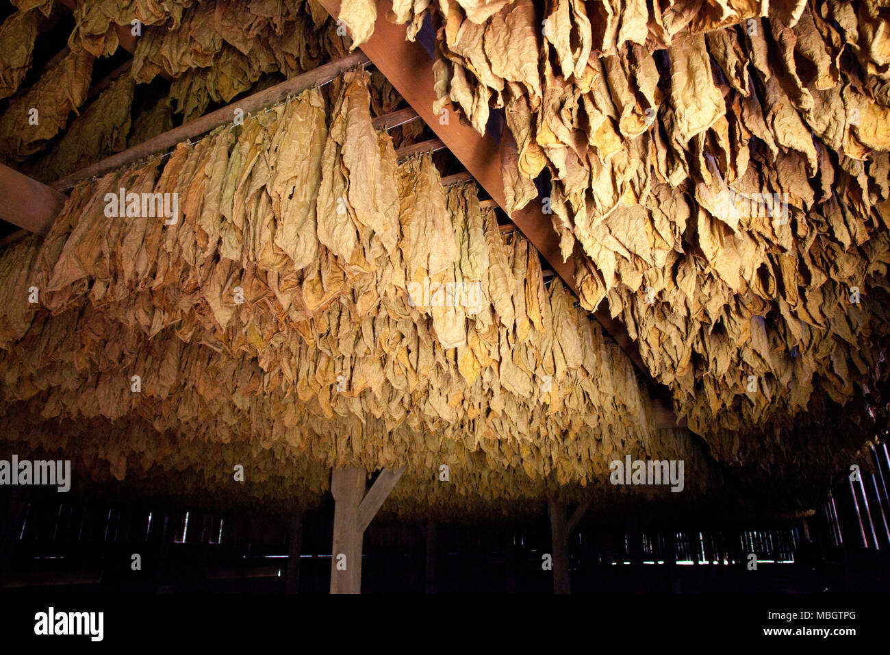 Il tabacco fienili in Suffield, Connecticut Foto Stock