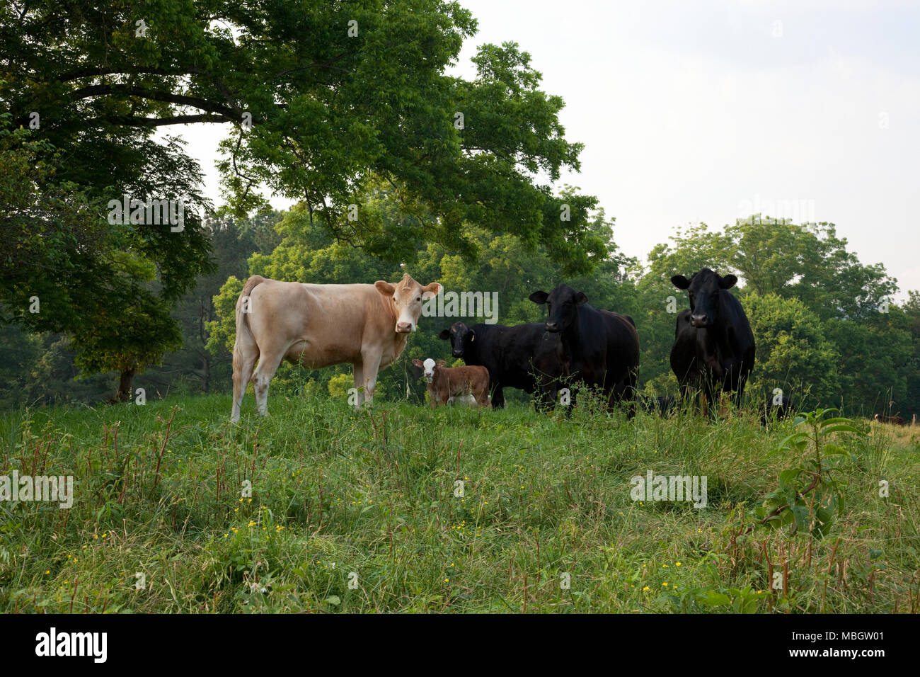 Le mucche in pascolo, Gadsden Alabama Foto Stock