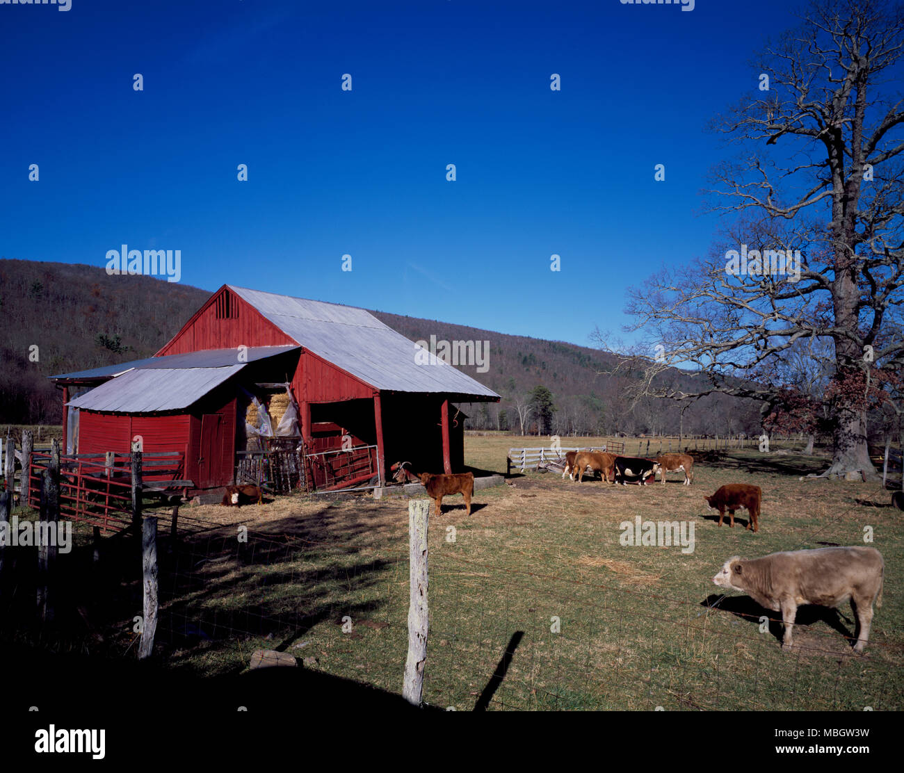 Vacche al di fuori, balle di fieno all'interno Foto Stock