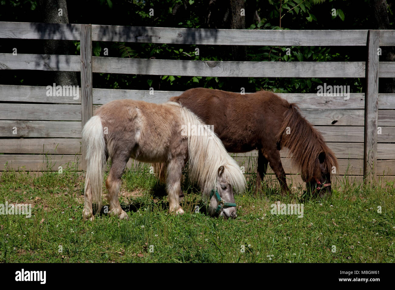 Cavalli in miniatura di Huntsville, in Alabama Foto Stock