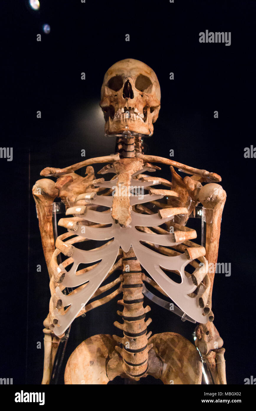 Descritto come "un arciere scheletro dell' questo scheletro display è stato recuperato dal relitto della Mary Rose. Il Mary Rose Museum, Historic Dockyard, Portsmouth, Regno Unito Foto Stock