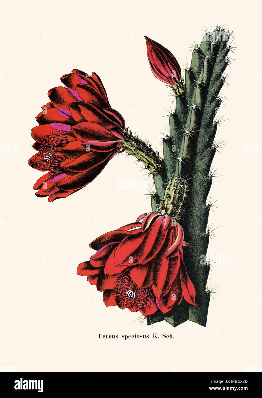 Cereus speciosus K. Sch. Foto Stock