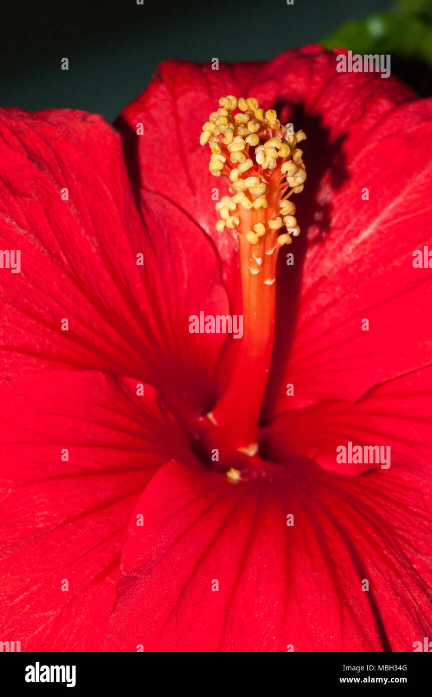 Ibisco, Malvaceae Hibiscus sp. Foto Stock