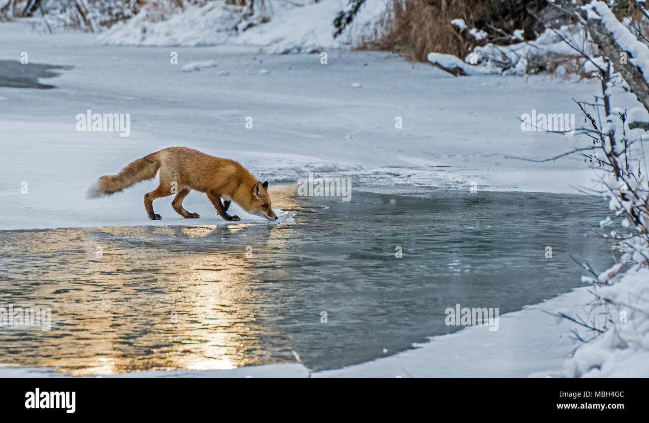 Una volpe rossa si ferma per un drink di acqua Foto Stock