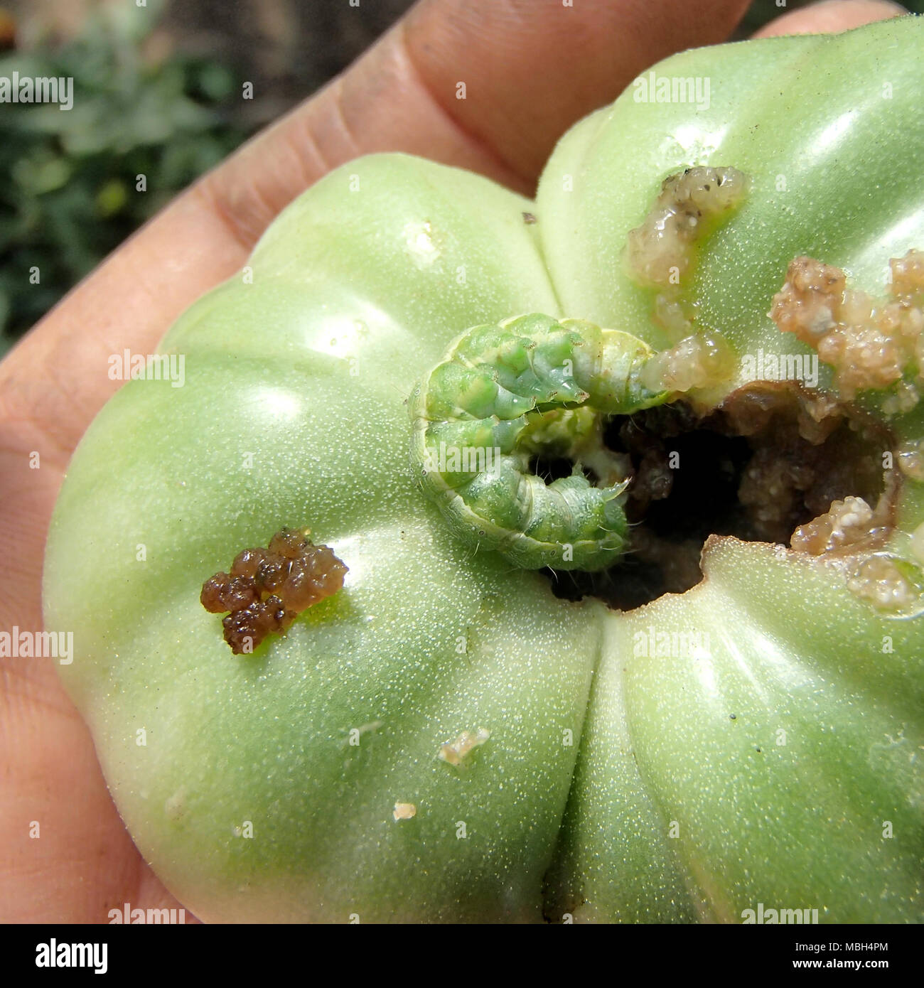 Green Noctua Caterpillar di mangiare un pomodoro verde Foto Stock