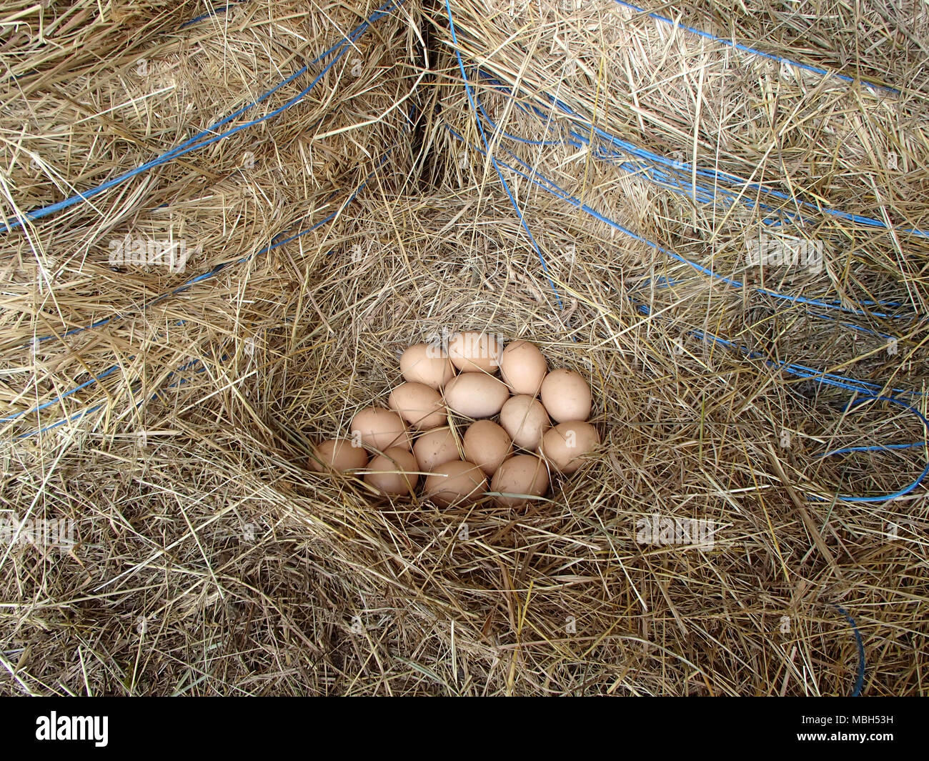 Carni uova deposte in un nido di paglia Foto Stock