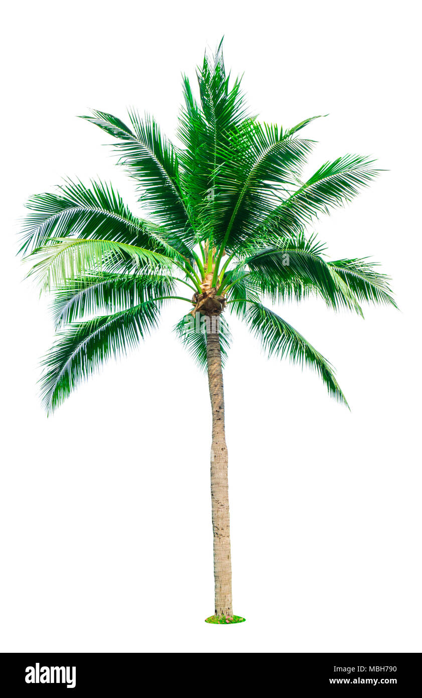 Albero di cocco isolato su sfondo bianco con copia spazio. Utilizzato per la pubblicità architettura decorativa. Estate e concetto di spiaggia. Tropical Palm tree. Foto Stock