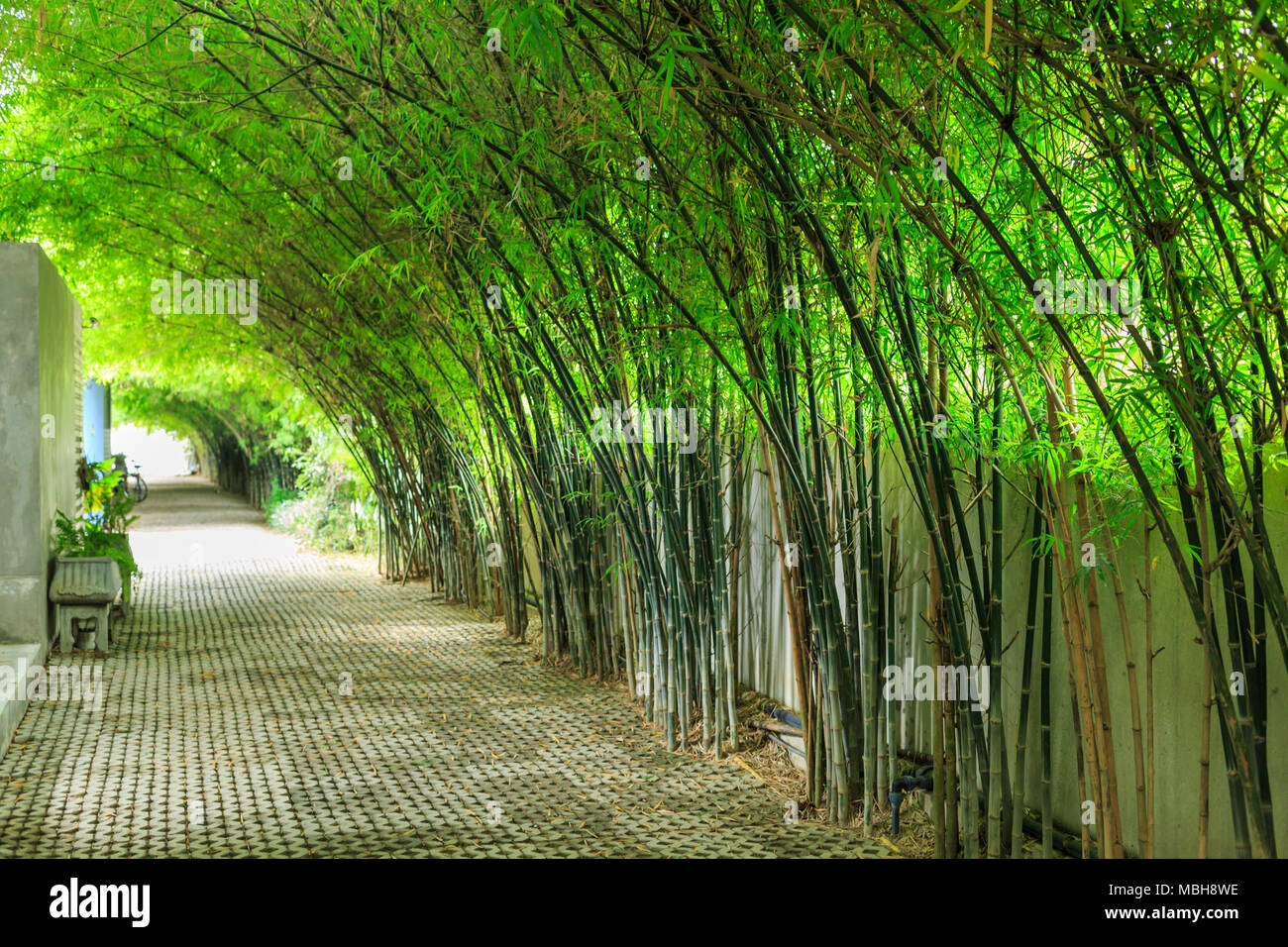 Passerella vuota viene eseguito tramite gli alti alberi di bamboo garden con luce solare Foto Stock